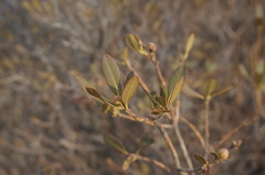 Rhododendron micranthum