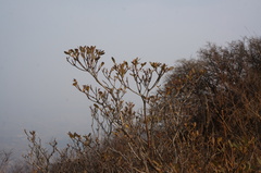Rhododendron micranthum
