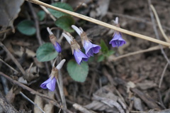 Viola tenuicornis