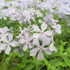 Phlox divaricata laphamii