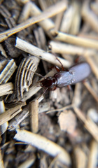 Pterostichus angustus