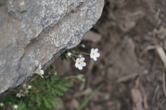 Androsace umbellata