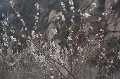 Prunus davidiana