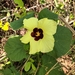 Lemonyellow Rosemallow - Photo (c) Almero Bosch, some rights reserved (CC BY-NC), uploaded by Almero Bosch