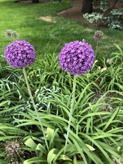 Allium giganteum