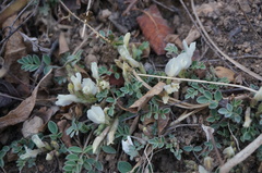 Astragalus scaberrimus