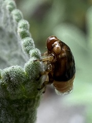 Clastoptera juniperina