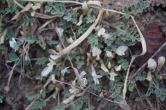 Astragalus scaberrimus