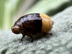 Clastoptera juniperina
