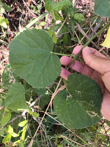 Hibiscus calyphyllus