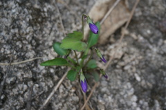 Viola prionantha