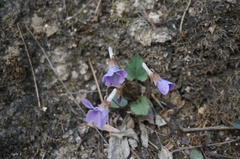 Viola prionantha