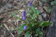 Viola prionantha