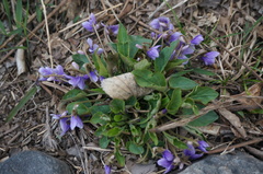 Viola prionantha