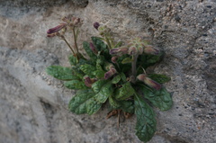 Rehmannia glutinosa