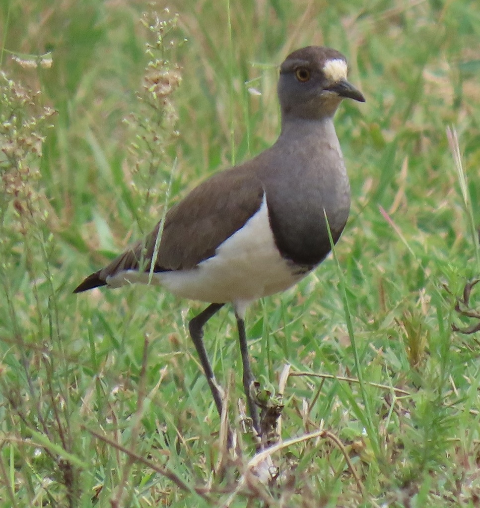 Senegal Lapwing