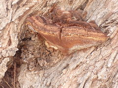Inocutis tamaricis