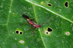 Graptocleptes bicolor