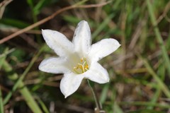 Cyrtanthus loddigesianus