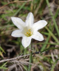 Cyrtanthus loddigesianus