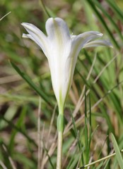 Cyrtanthus loddigesianus