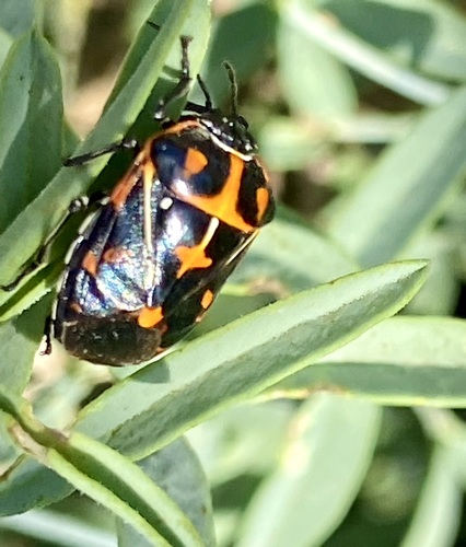 iNaturalist observation photo of Harlequin Bug
