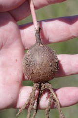 Cyrtanthus loddigesianus