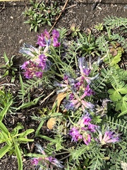 Astragalus crassicarpus