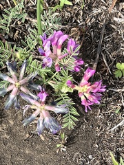 Astragalus crassicarpus