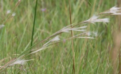 Andropogon eucomus