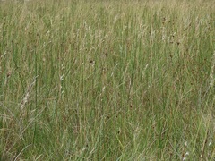 Andropogon eucomus