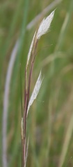 Andropogon eucomus
