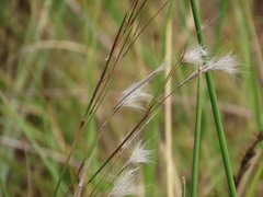 Andropogon eucomus
