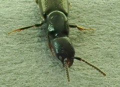 Gyrohypnus fracticornis