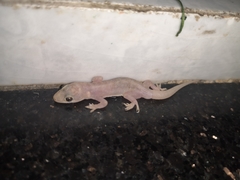 Gehyra mutilata