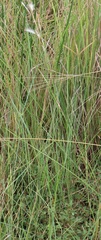Andropogon eucomus