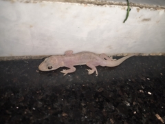 Gehyra mutilata