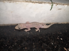 Gehyra mutilata