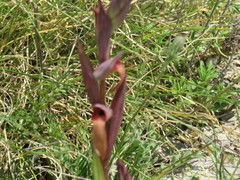 Bilamellaria