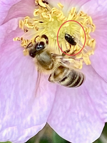 iNaturalist observation photo of Soft-winged Flower Beetles