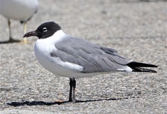 Leucophaeus atricilla