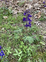 Delphinium tricorne