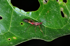 Graptocleptes bicolor