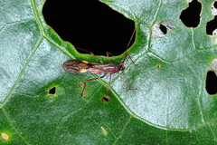 Graptocleptes bicolor