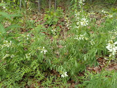 Astragalus williamsii