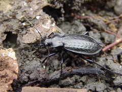 Carabus granulatus interstitialis