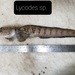 Lycodes reticulatus - Photo (c) Jean-François Rousseau, osa oikeuksista pidätetään (CC BY-NC), lähettänyt Jean-François Rousseau