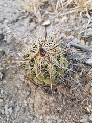 Coryphantha cornifera