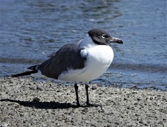 Leucophaeus atricilla