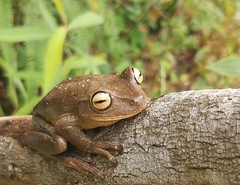 Bokermannohyla circumdata